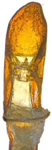 Réf. 241 083 : Otiorhynchus stricticollis juniperi